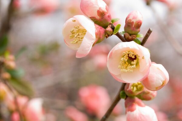 Blooming twig of a spring tree