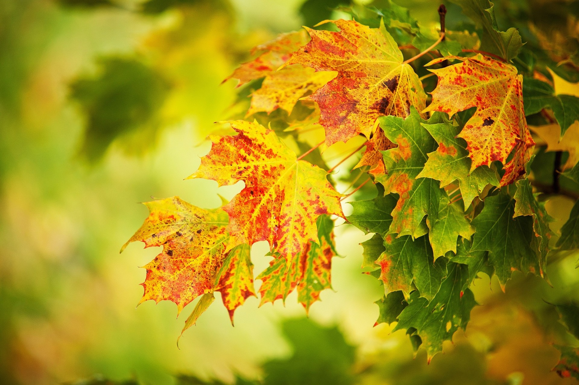 foglia sfondo sfocato giallo macro autunno verde