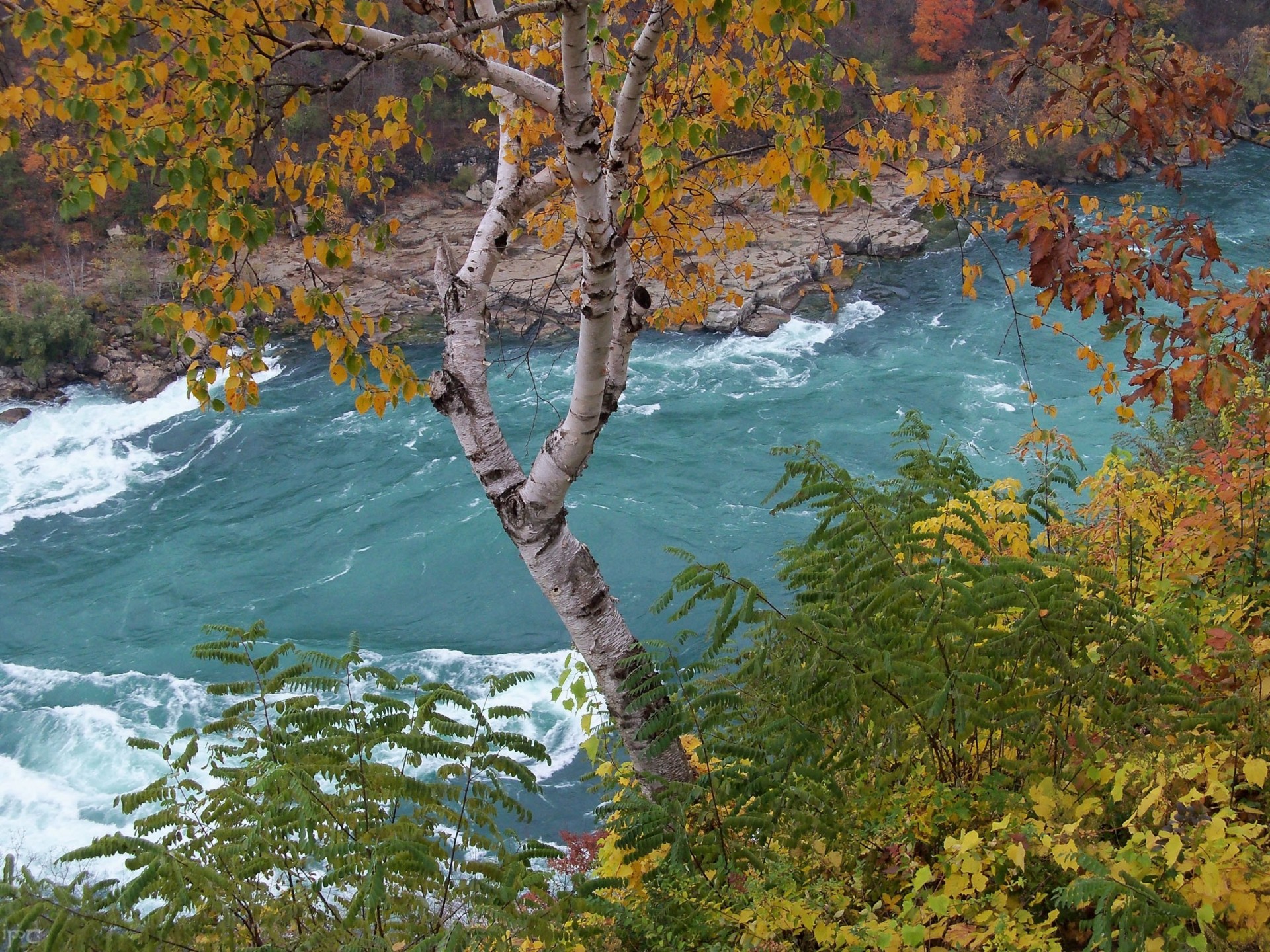 rivière nature bouleau côte automne buissons