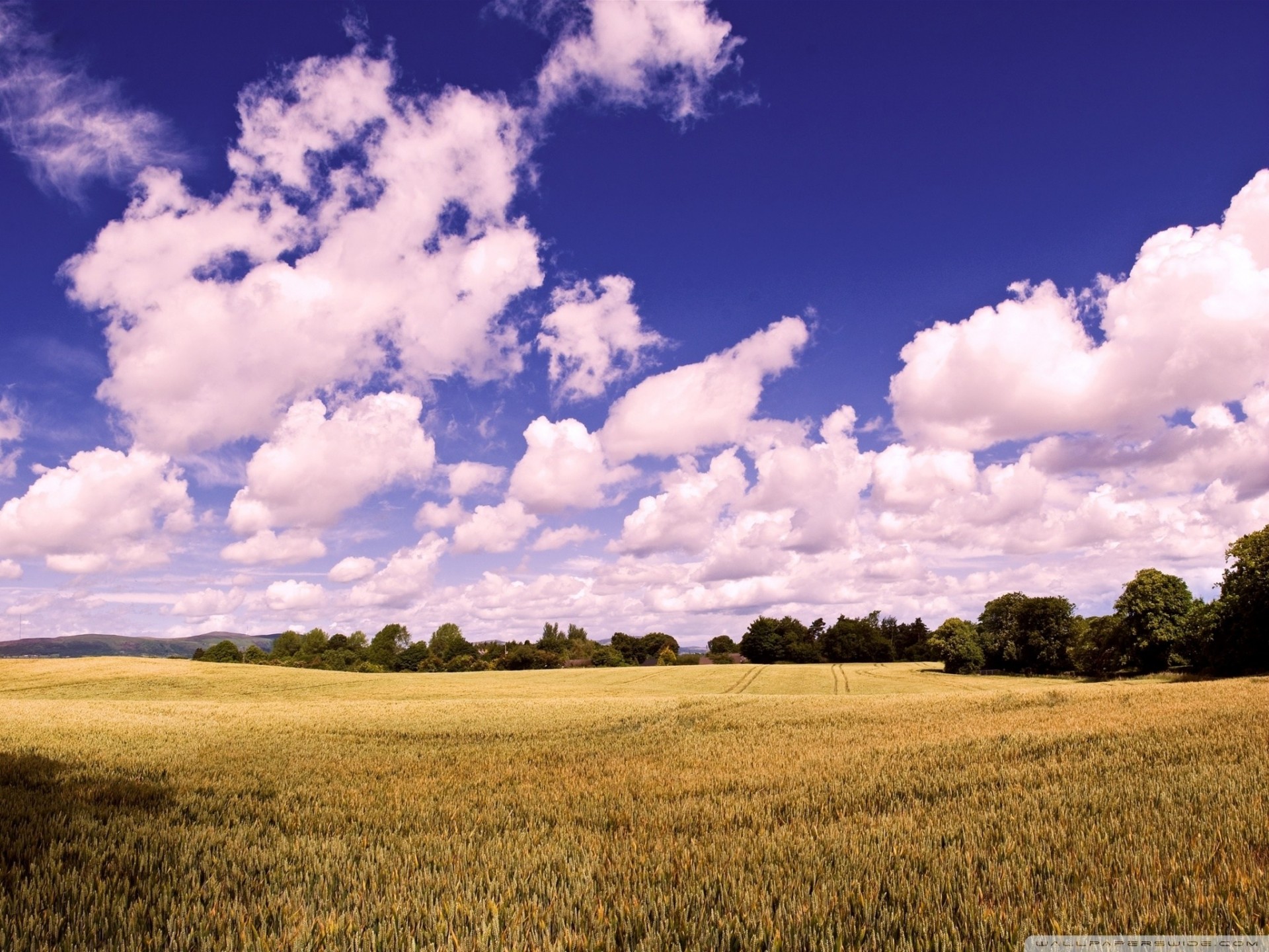 récolte épis surprenant nuages champ blé été