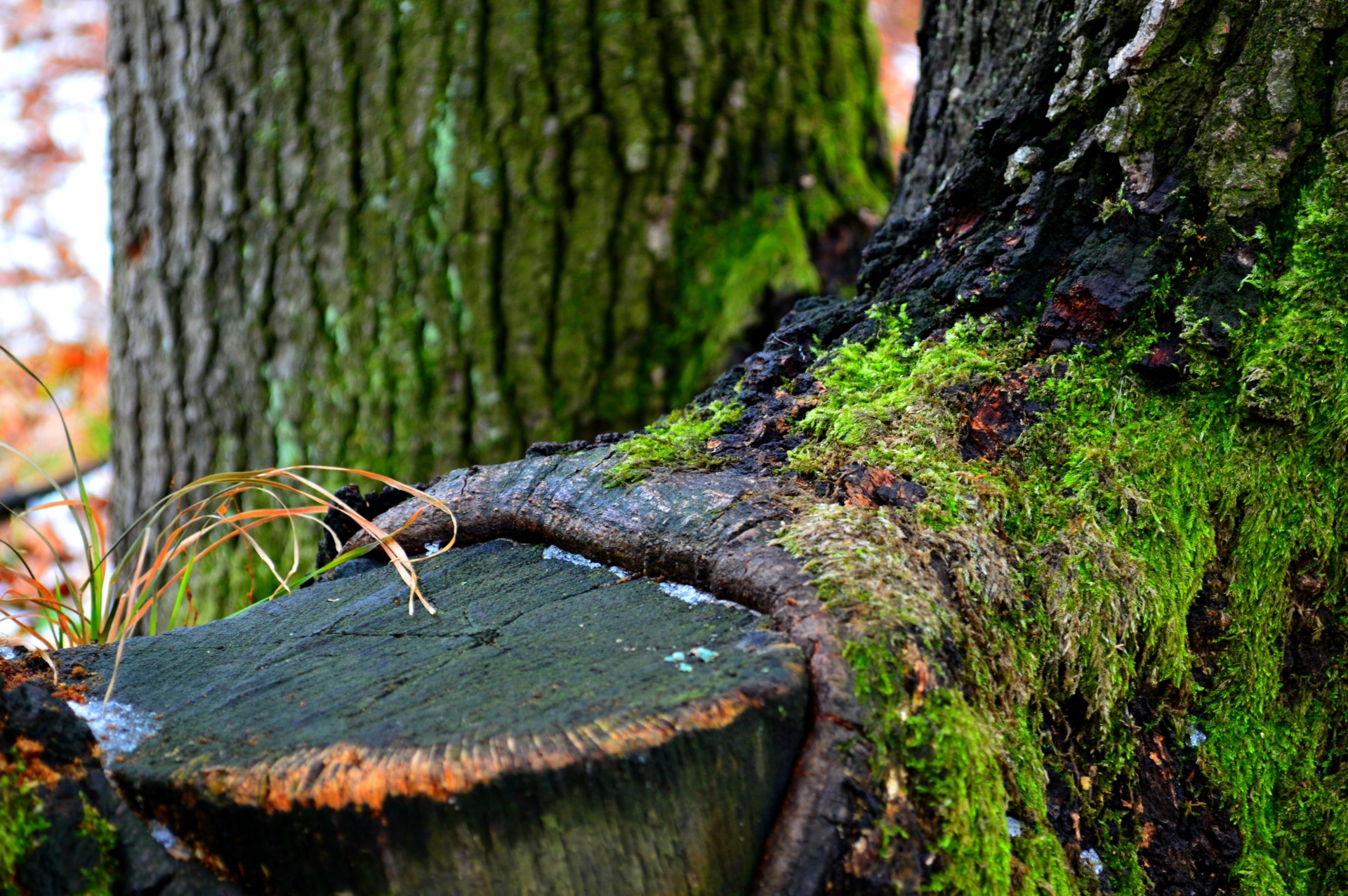 green moss winter tree