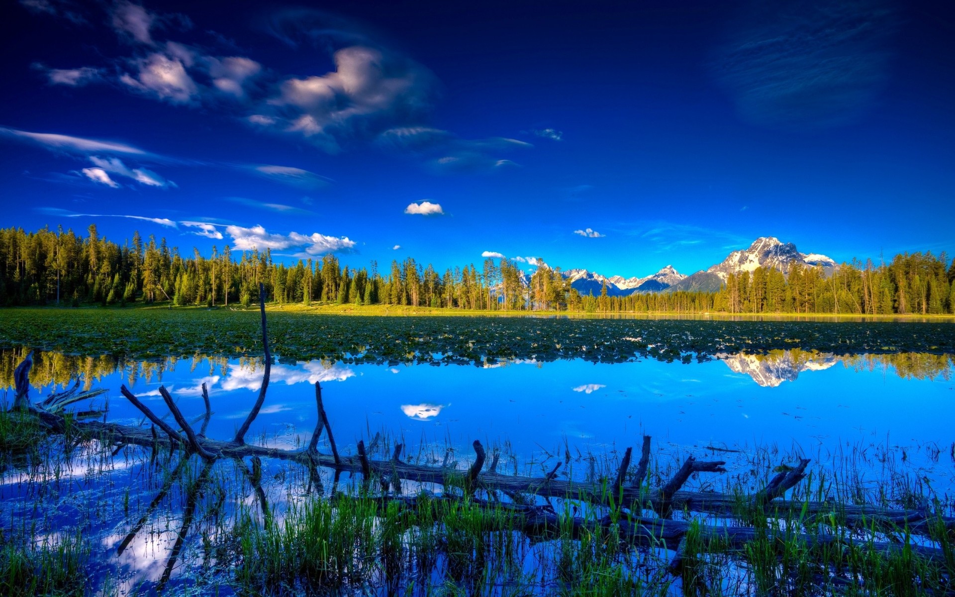 espacio cielo lago orilla madera flotante brillante nenúfares