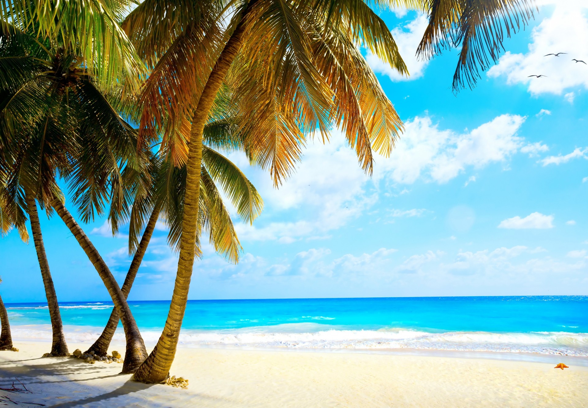 tropical plage océan palmiers vacances mer été australie