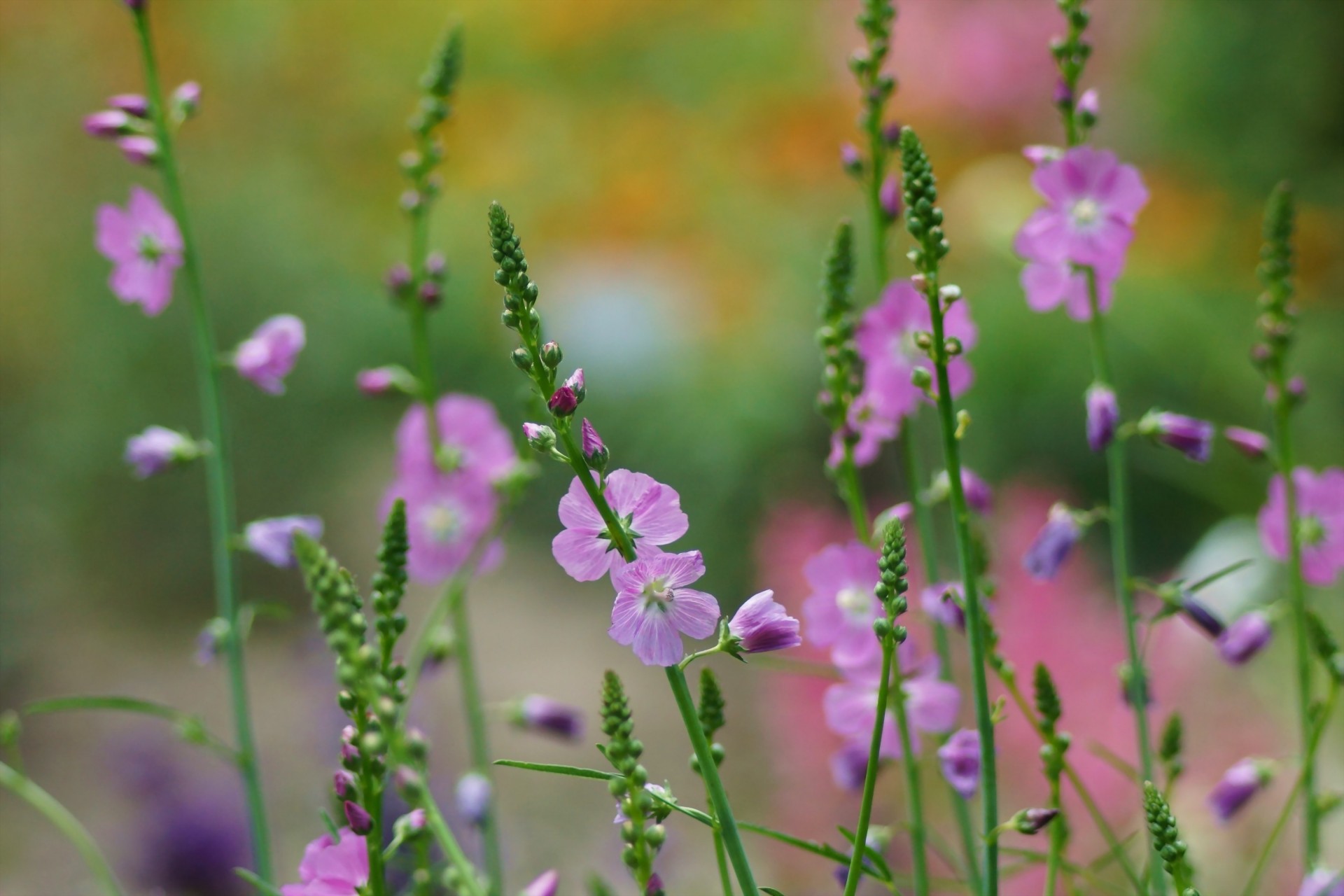 zweige knospen natur feld blumen rosa makro