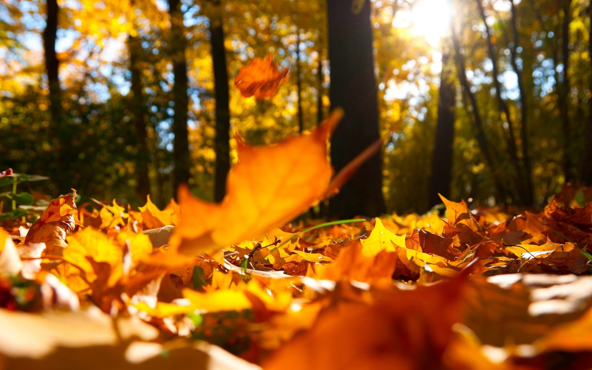 makro herbst bäume blatt