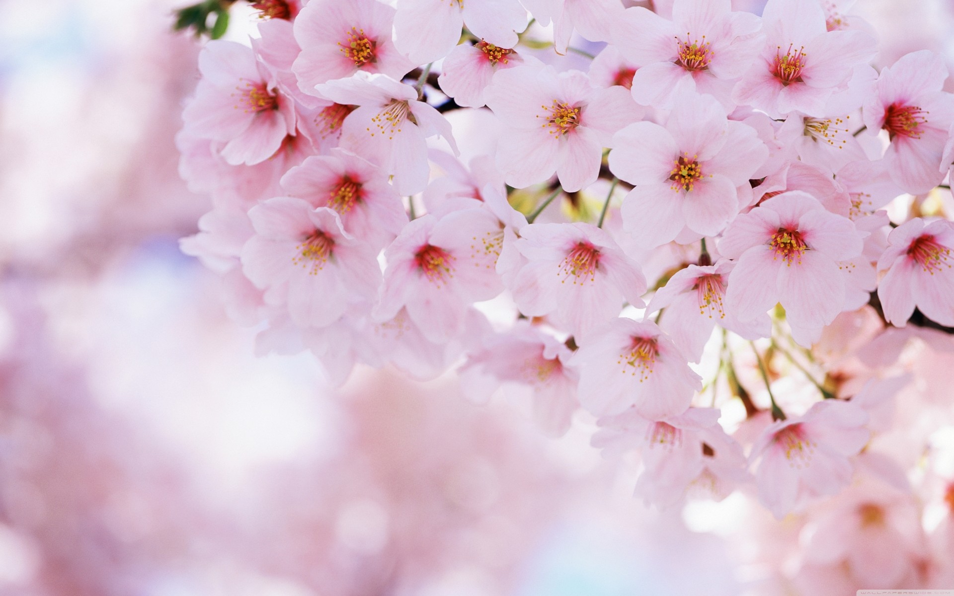 printemps fleurs sakura