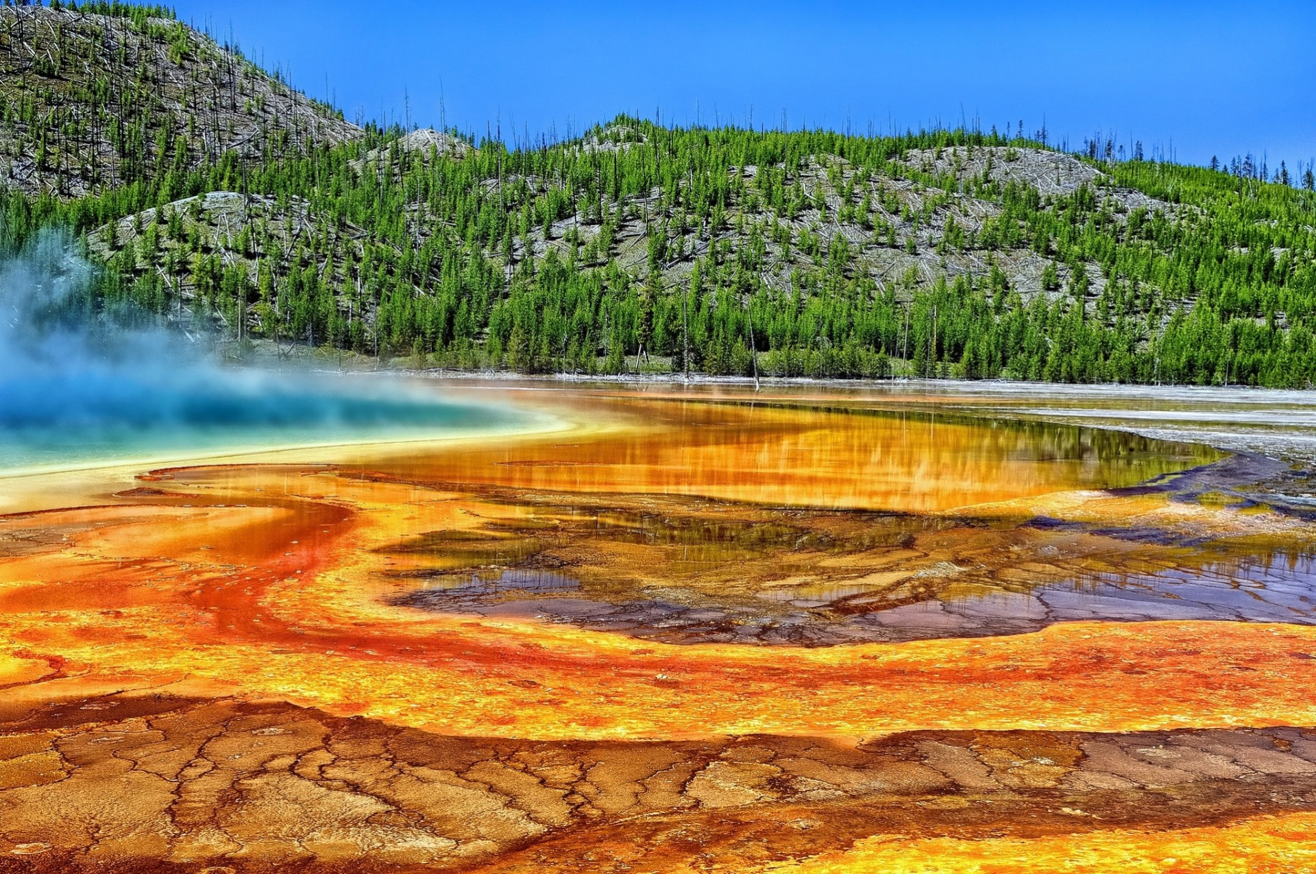 gorące źródło park narodowy yellowstone yellowstone duże pryzmatyczne źródło drzewa wyoming