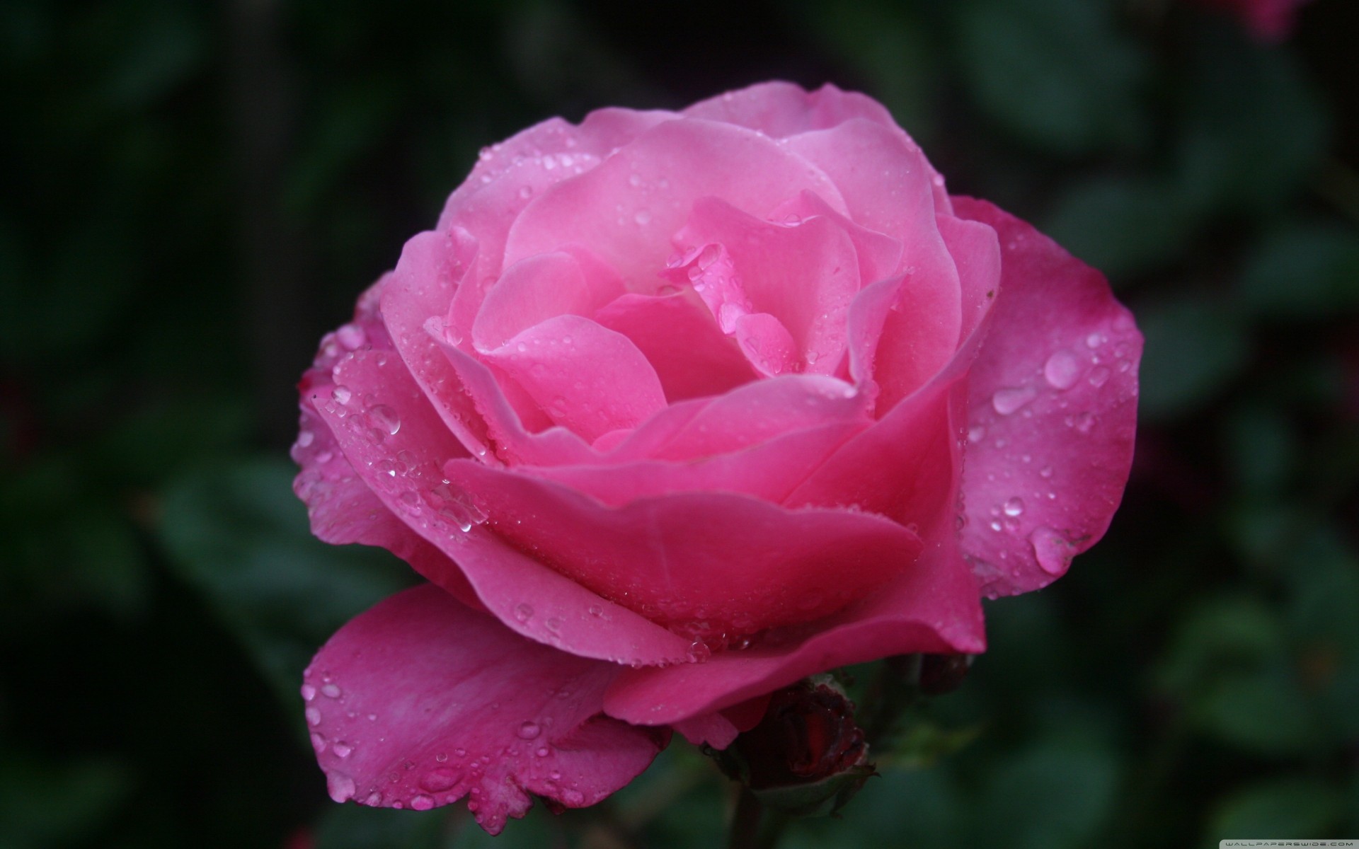 wassertropfen rosa rose blume