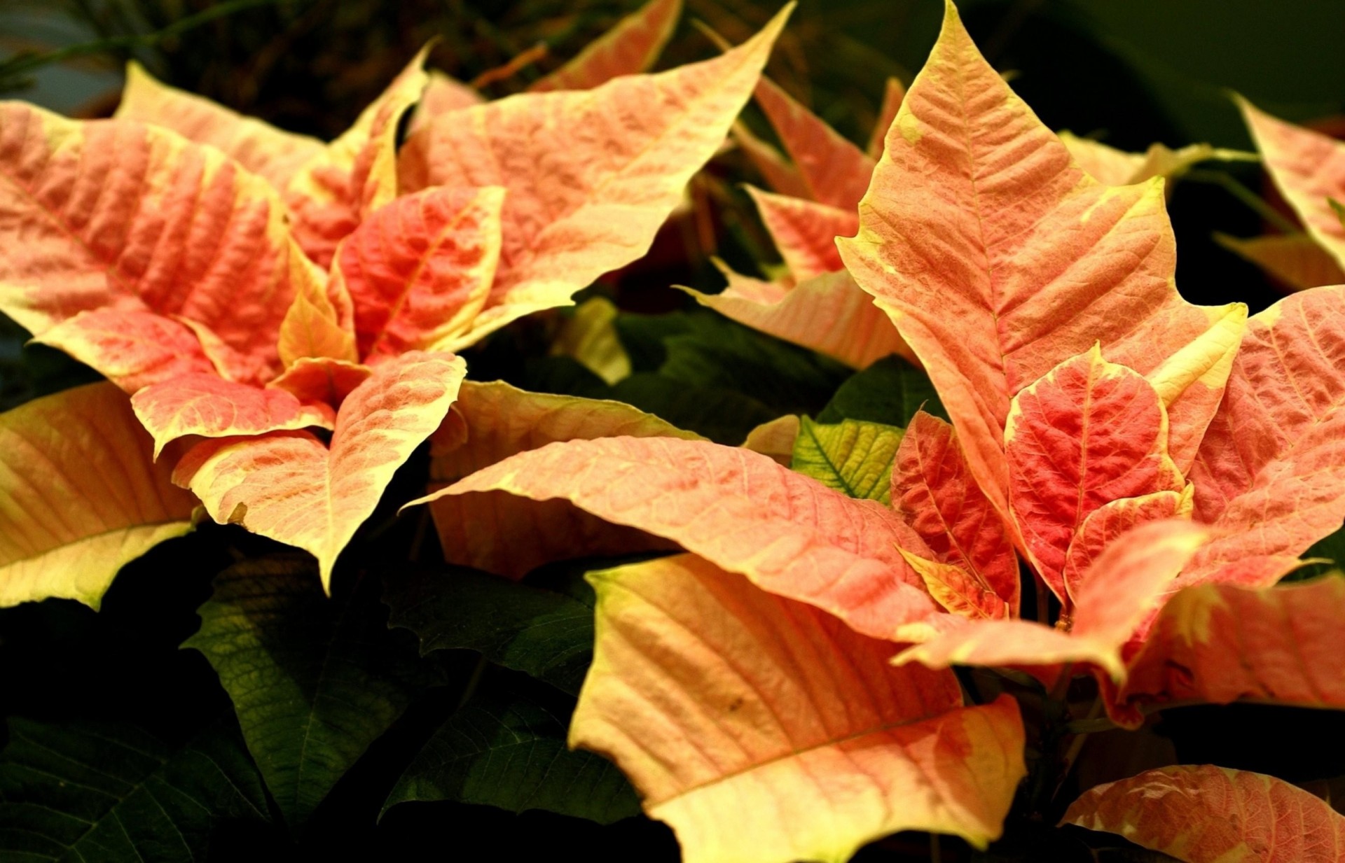 flower close up poinsettia orange