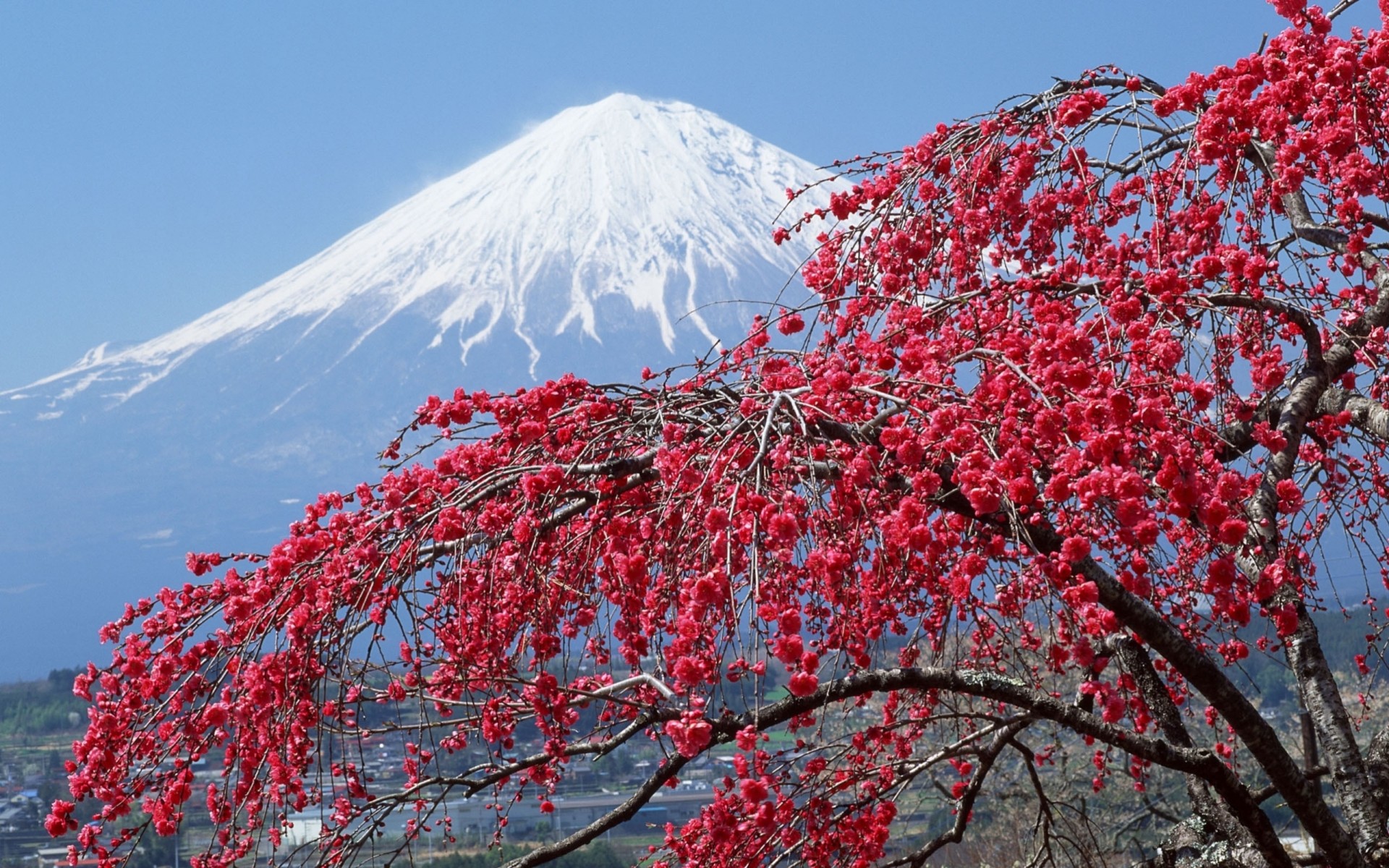 tree flower mountain top fuji spring