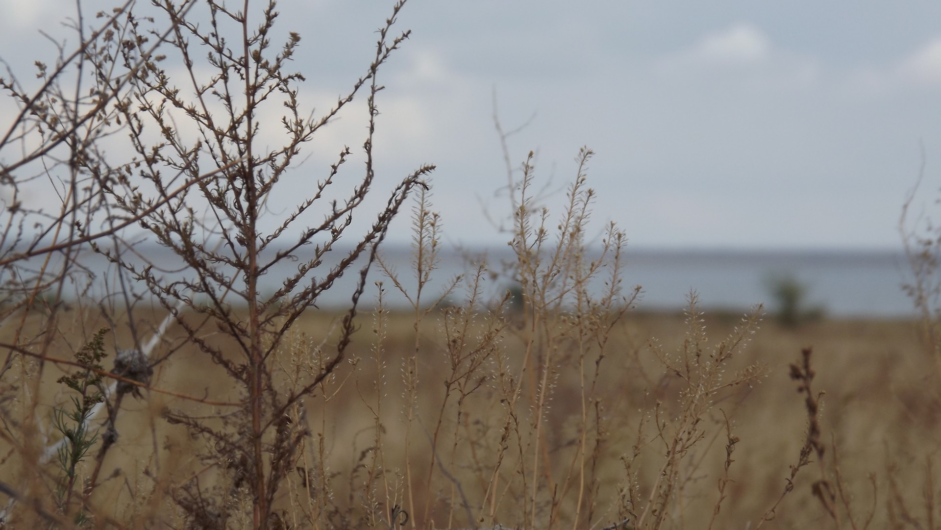 bush the field and dry grass wilt