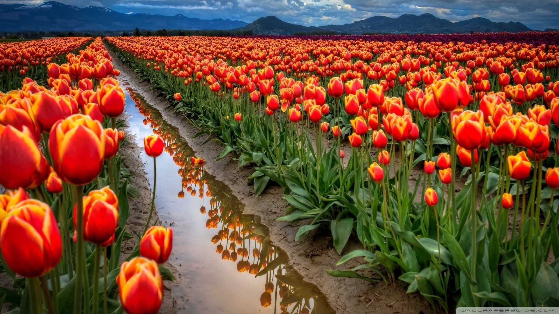 tulips the field