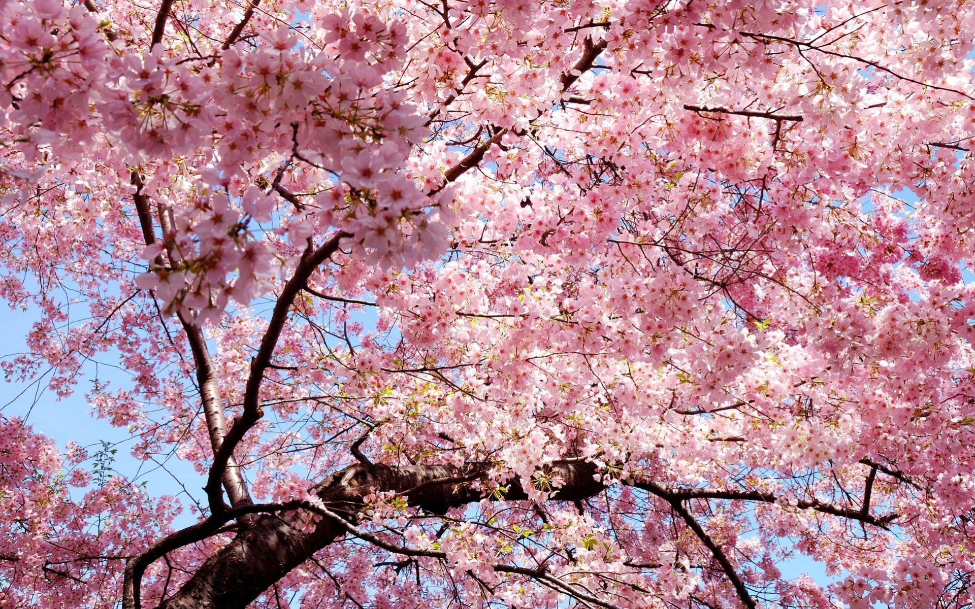 sole alberi fiori primavera