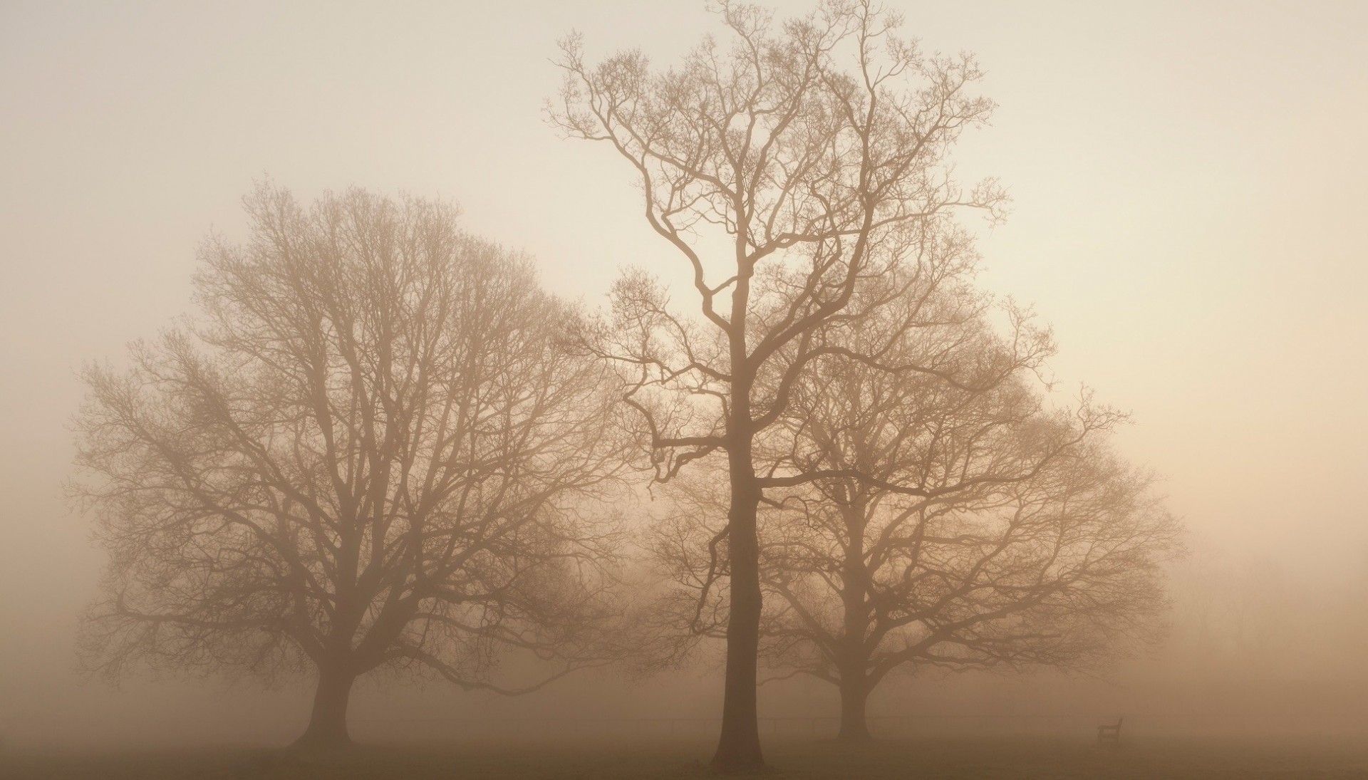 trawa ławki drzewa mgła jesień ławeczka