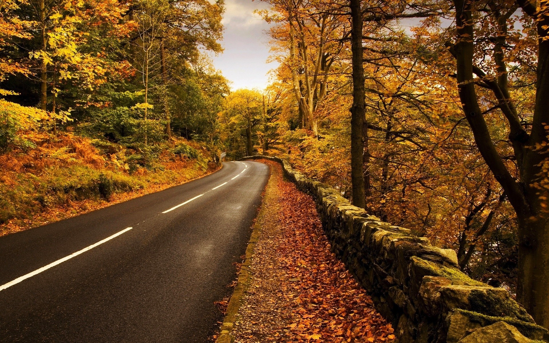 hoja árboles bosque camino paisaje otoño carretera