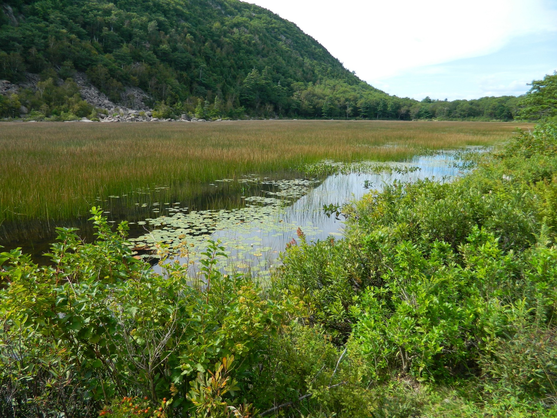 cespugli stagno montagna natura