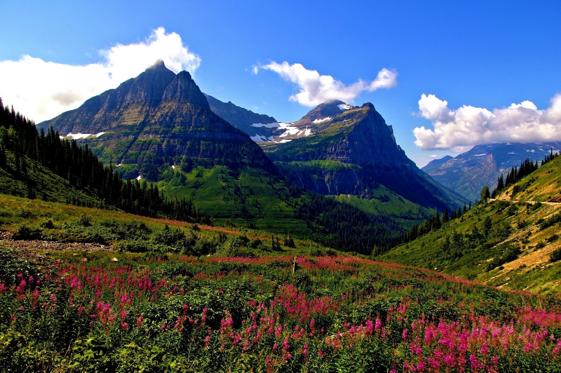 montana glacier fleurs montagnes prairie