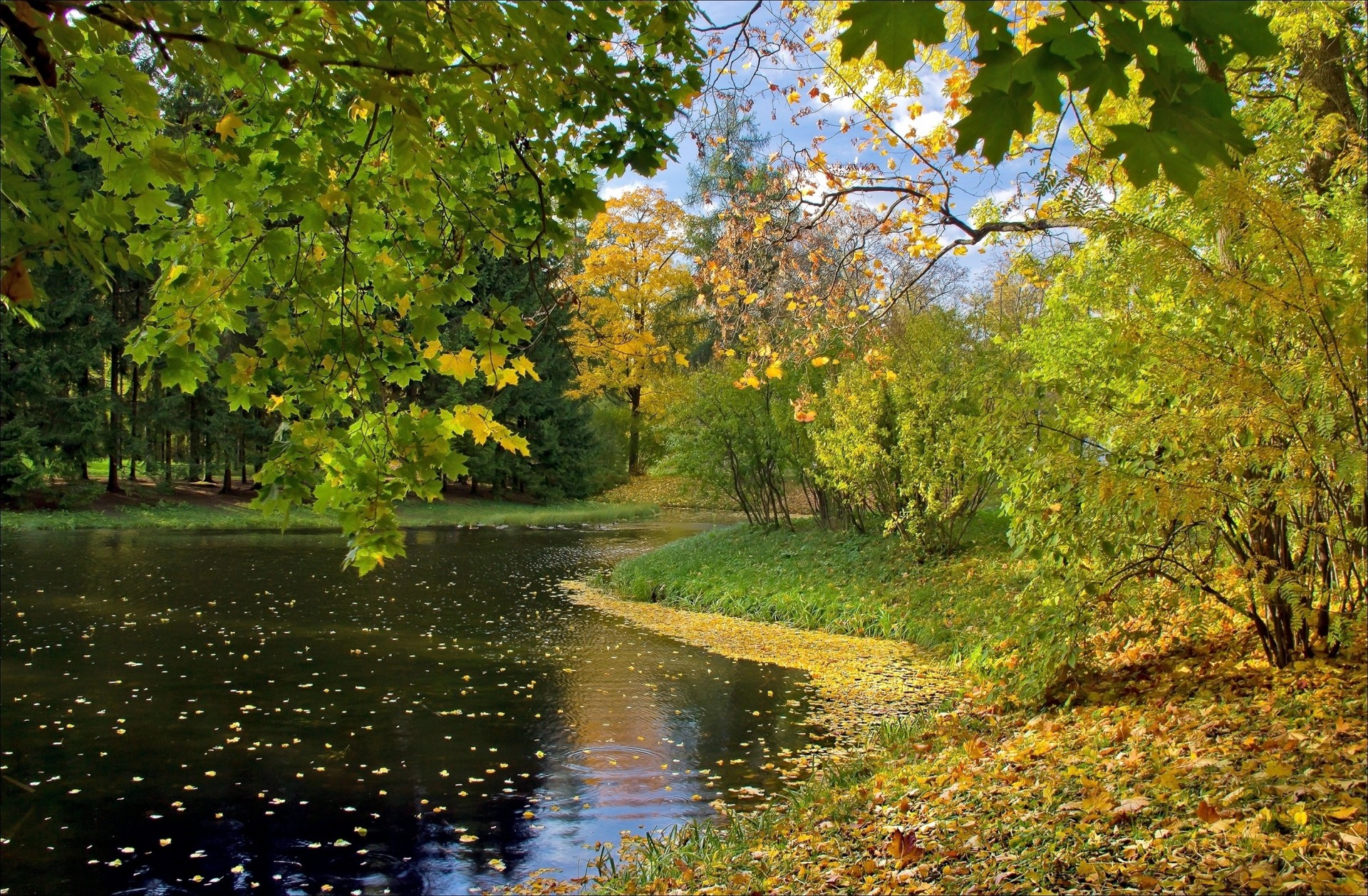 jesień jezioro liść