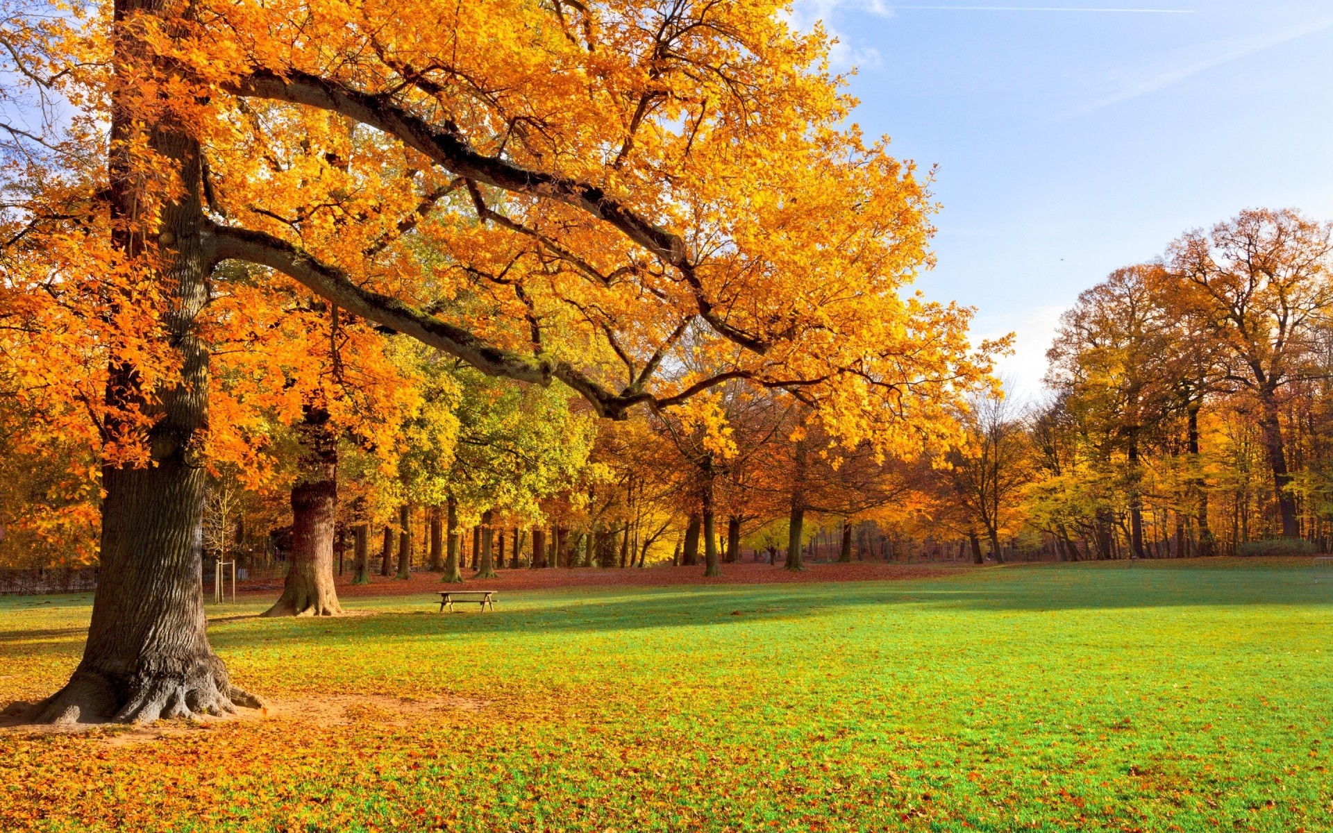 liście ludzie drzewa park plac jesień złota jesień