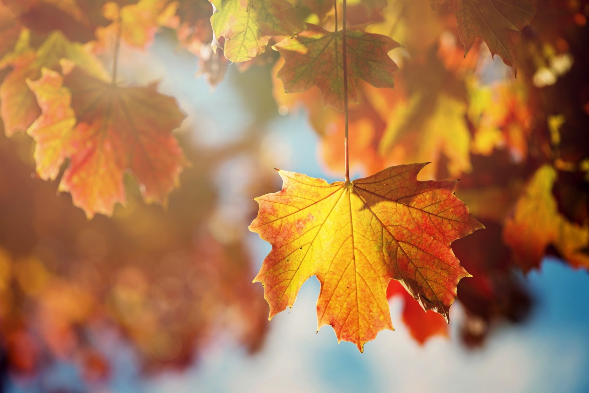 blatt ahorn baum licht sonne makro orange herbst zweige