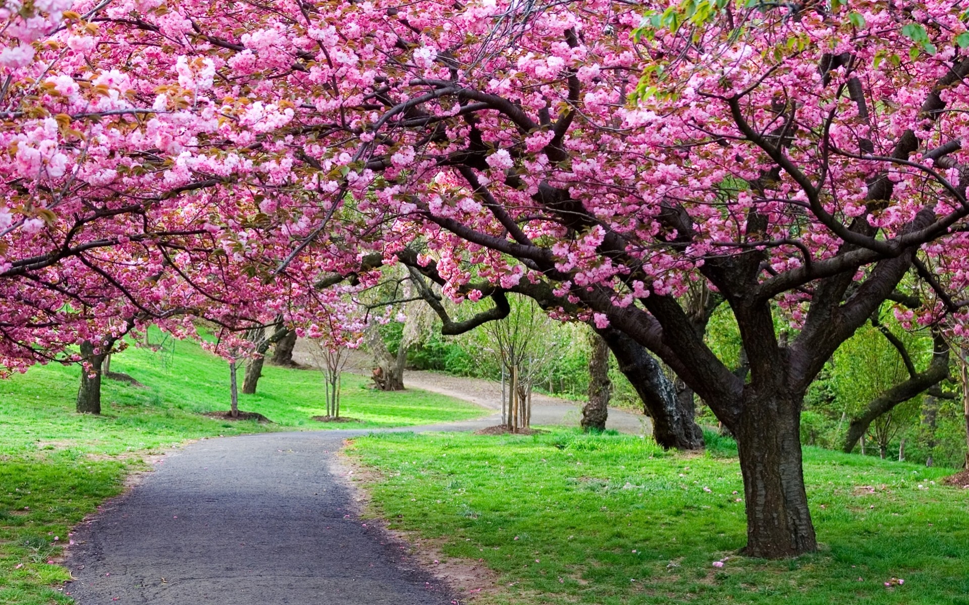 tree flower spring