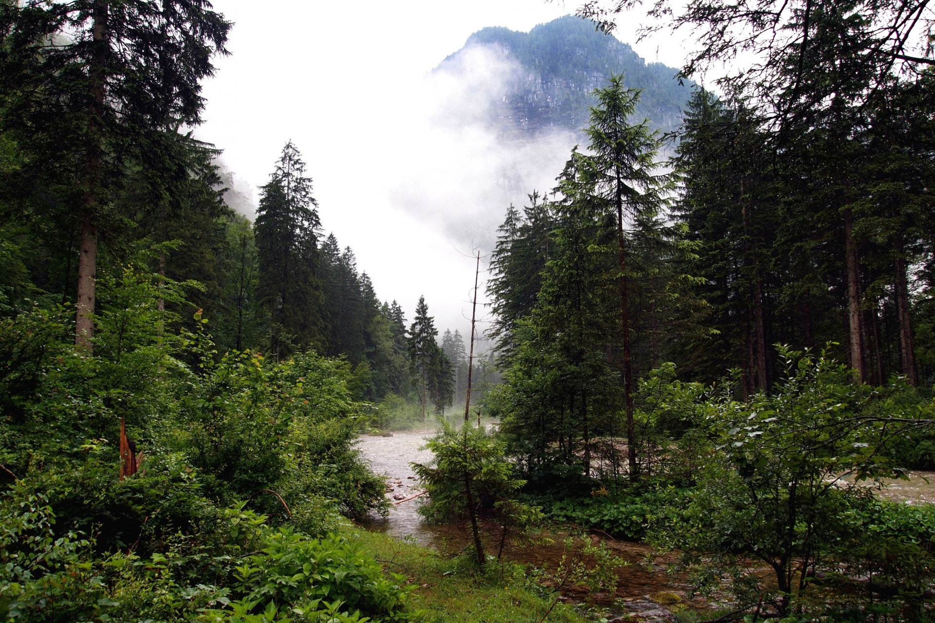 bosque río naturaleza