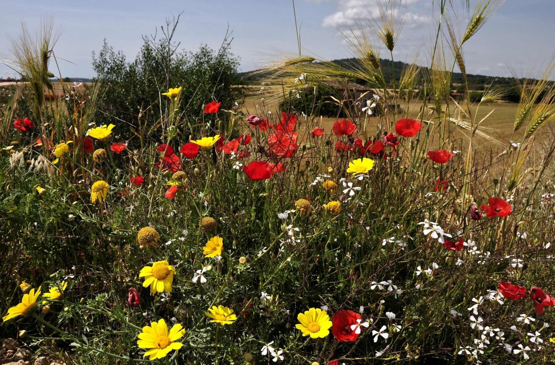 gente vegetación naturaleza flores amapolas espigas