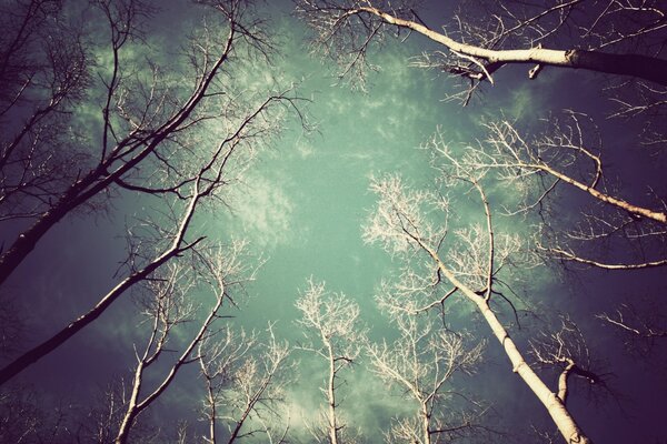 Vue de dessous sur les racines nues des arbres