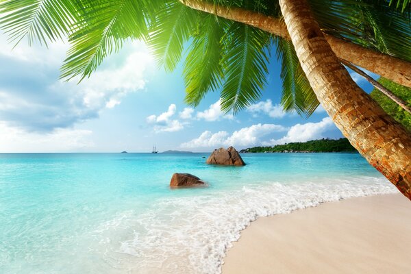 Emerald sea and tropical beach with palm trees