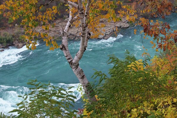 Natura autunnale sulla riva del fiume