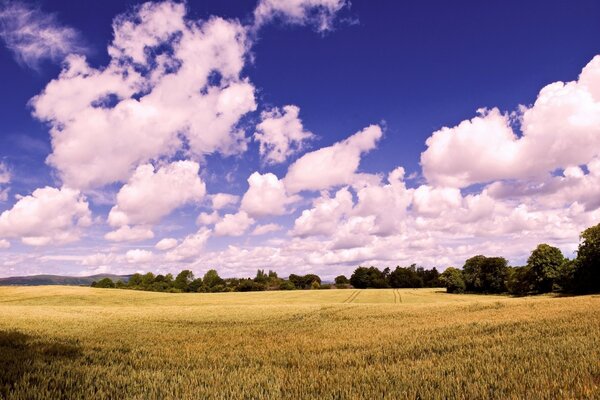 Mañana de verano en los campos de trigo