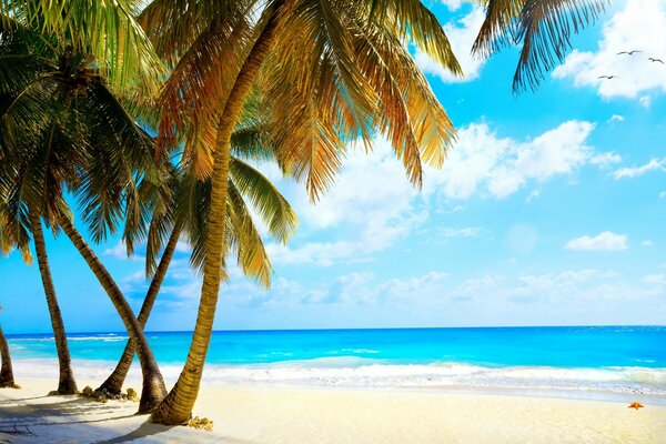 Spiaggia tropicale con palme nell oceano in estate