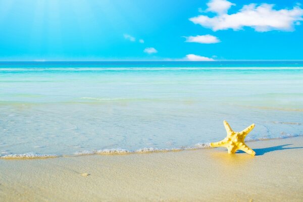 Stella marina nella sabbia sullo sfondo del mare azzurro