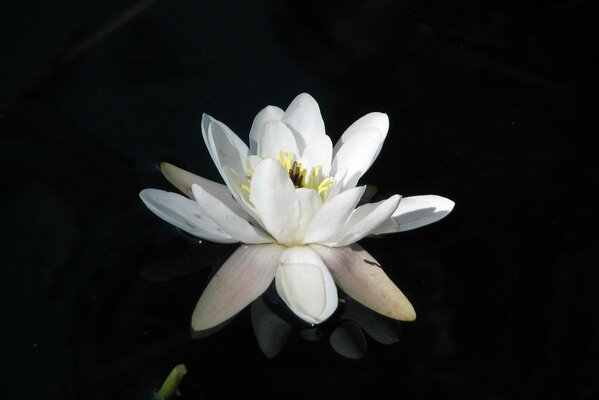 Lily in the water on a black background