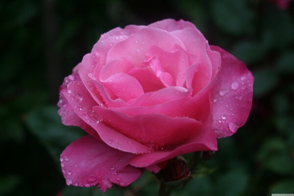 Gotas de agua transparentes en una rosa