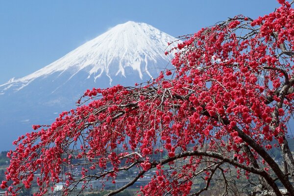 Blühender Baum auf dem Hintergrund des Mount Fuji