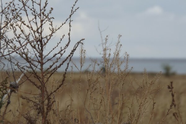 Frosty day. Dry grass