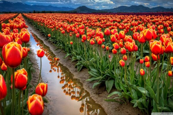 Un enorme campo di fiori. Tulipani luminosi