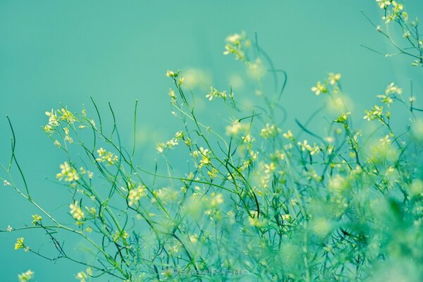 Unscheinbare kleine Blumen auf türkisfarbenem Hintergrund