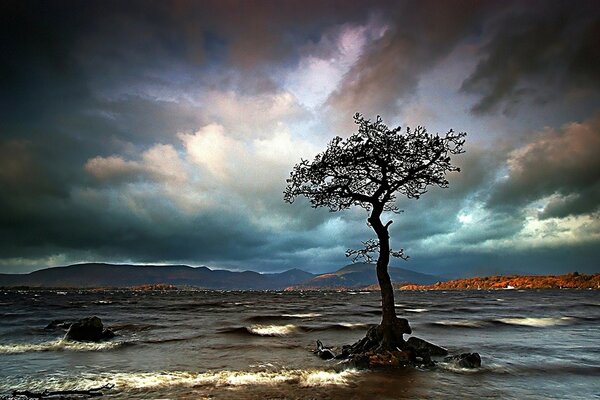 Mer orageuse et arbre solitaire