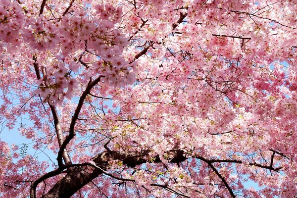 Piękne, kwitnące różowo drzewo na tle błękitnego nieba