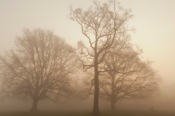 Neblige Herbsttage. Bank am Baum