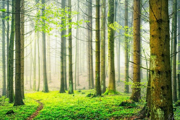 Forêt Suisse brumeux matin de printemps