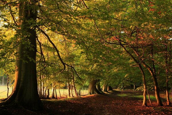 A road in a dense autumn forest