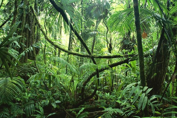 Selva tropical verde