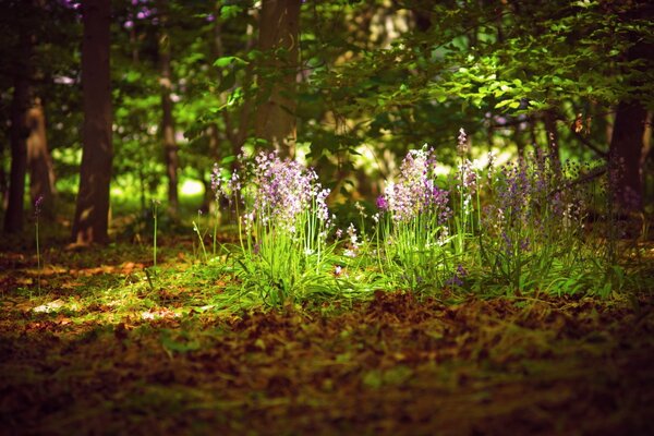 Hermosas flores florecen en el bosque