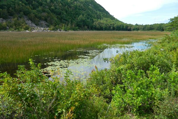 Étang envahi par la végétation près de la colline verte