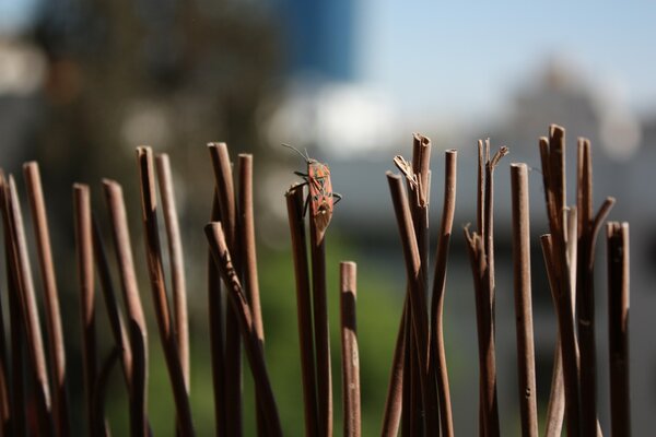 The insect disguised itself on twigs with a blurry background