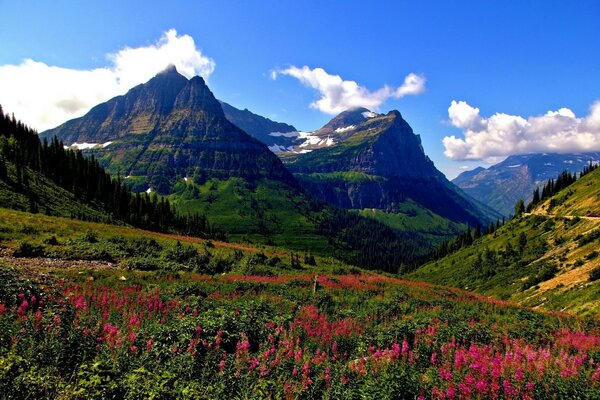 Prairie de fleurs sur fond de montagnes