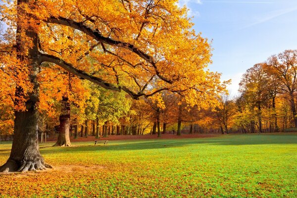 Piękny jesienny park z liśćmi